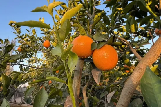 Gemini_Generated_Image_9ldcvg9ldcvg9ldc